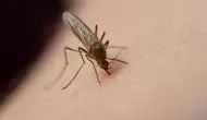 Sivrisineklerden Korunma Yolları