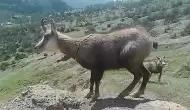 Sürüden ayrıldı kameralara poz verdi! "Kendinden emin ve dikkat çekici"