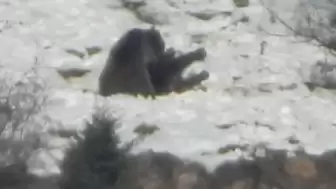 Gümüşhane'de kar üzerinde birbirleriyle oynayan 2 ayı görüntülendi