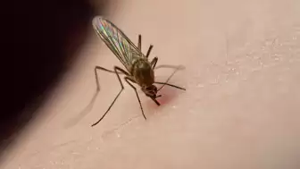 Sivrisineklerden Korunma Yolları