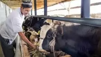 Kırgızistan hayvan ihracatına yasak getirdi