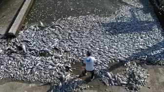 İzmir'de ölü balıklar kıyıya vurmaya devam ediyor!