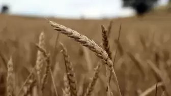 Tarım ve gıda ürünleri ihracatında rekor