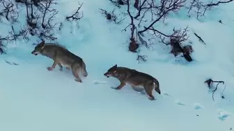 Tunceli'de dronla kaydedilen kurt sürüsü,yiyecek ararken görüntülendi!