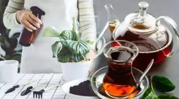 Çay suyu ile bitki bakımı: Doğal gübreleme ve dayanıklılığı artırma yöntemi