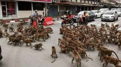 Maymunlar şehir merkezini istila etti