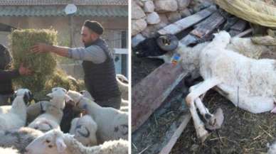 Bir ilimiz panikte! Aniden ortaya çıkan hastalık nedeniyle onlarcası telef oldu