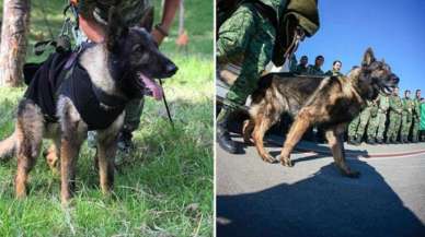 Deprem sonrası Meksika'dan gelen kahraman köpek, Türkiye'de hayatını kaybetti