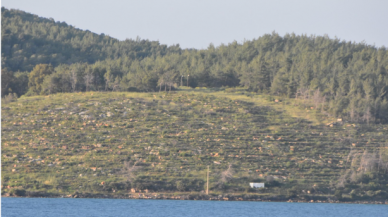 Bodrum'un yanan orman alanları, 21 ay sonra yeşerdi