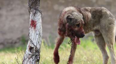 Başıboş sokak köpeği dehşet saçtı! Önce çocuğu ısırdı, sonra bir başka köpeği boğdu