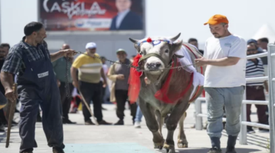 Ankara'da '3. Geleneksel Kurban Güzellik Yarışması' düzenlendi