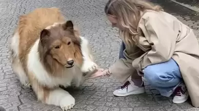 Binlerce dolar harcayıp köpek olmuştu... İlk görüntüler geldi! İşte sosyal medyanın konuştuğu o anlar