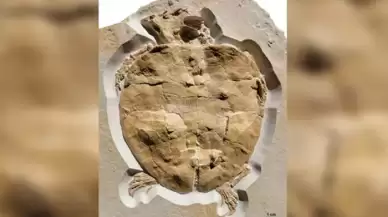 150-200 milyon yaşında... Bilim insanları olağanüstü bir fosil buldu!