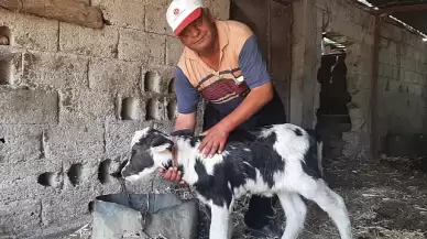 Resmen kıyamet alameti! Gören inek yavrusu sandı, yanına yaklaşınca...