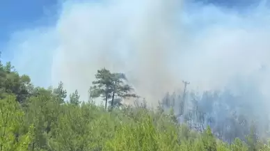 Muğla'da ormanlık alanda yangın