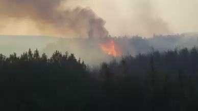 Tekirdağ'daki orman yangınının sebebi belli oldu