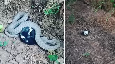 Türkiye'nin en zehirlisi! Koca kargayı yerken görüldü