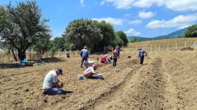 Dünyanın en pahalı baharatı safran toprakla buluştu: Kilosu 250 bin TL