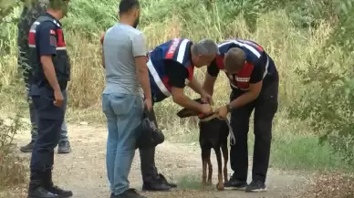 Korhan Berzeg sır oldu! Kaybolduktan 74 gün sonra eve dönen Tina'nın tahlil sonuçları belli oldu