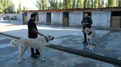 Avrupa ülkelerinden bile talep gören saf ırk köpekler, Erzincan’da yetiştiriliyor