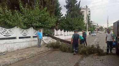 Sağanak yağışa dayanamayan ağaç devrildi