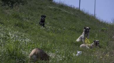 TBMM'ye en çok şikayet edilen konu sahipsiz köpekler oldu