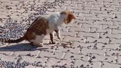 Yılanı gözüne kestiren kedi savaşın galibi oldu