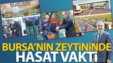 Bursa’nın zeytininde hasat vakti