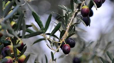 Tehlike büyük! Canan Karatay'dan zeytin uyarısı... Bu şekilde sakın tüketmeyin!