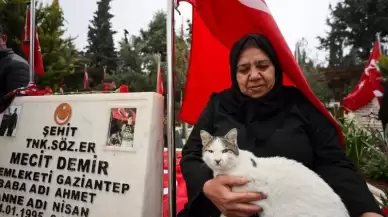 Bu kedi şehitlikten bir an ayrılmıyor! "Ben ağlarken gözyaşlarımı patileriyle siliyor"