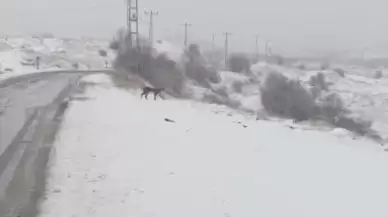 Nesli tükenmekte olan vaşak, Malatya’da görüldü