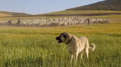 Rüyada Kangal Köpeği Görmek Ne Anlama Gelir?