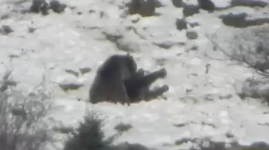 Gümüşhane'de kar üzerinde birbirleriyle oynayan 2 ayı görüntülendi