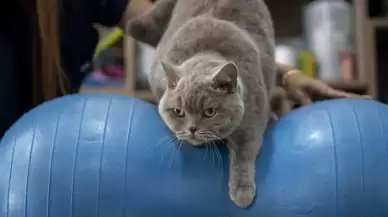 Obez kedi Şiraz'ın muhteşem değişimi: Pilates ve yüzmeyle 6 kilo verdi