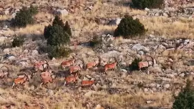 Milli parkta yaban hayatı kameralara yansıdı: Yolculuk nereye acaba?