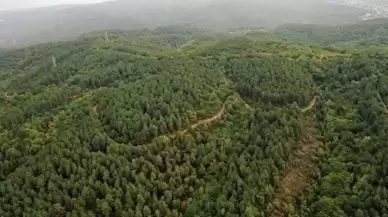 Bolu'da ormanlara girişler 30 Eylül'e kadar yasaklandı