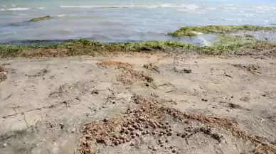 Binlerce kabuklu su canlısının ölüsü kıyıya vurdu!