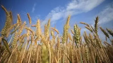 Kremlin Sözcüsü: Rusya'nın tahıl ticaretinde anlaşma ihtimali var