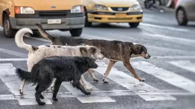 Sokak köpekleri düzenlemesi TBMM'de kabul edildi!