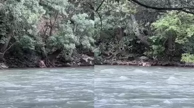 Kameralara yakalanan boz ayının sevimli anları