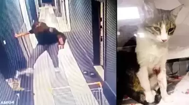 Kedi Şirine'yi tekmeleyip 4. kattan atmıştı! Cezası belli oldu