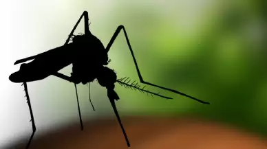 İsrail'de Batı Nil Virüsü salgınında ölü sayısı 36'ya yükseldi!