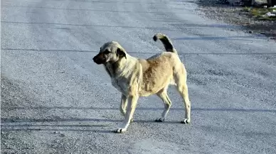 Sokak köpekleri düzenlemesi Meclis Komisyonu'na geliyor