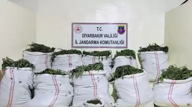 Diyarbakır'da 785 bin 300 kök kenevir ve 379 kilogram esrar ele geçirildi