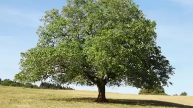 Ceviz Ağacı Altında Neden Oturulmaz?