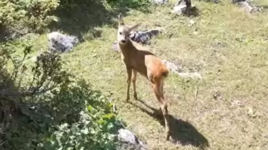 Tedavisi tamamlanan karaca doğaya salındı