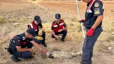 Türkiye'de nadir görülüyordu, yaralı halde bulundu