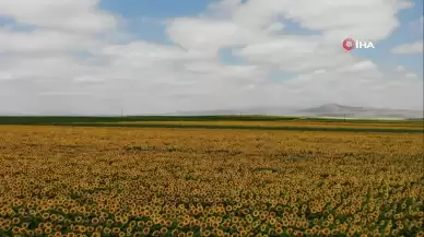 Kars'ta ayçiçeği tarlaları çiçek açtı