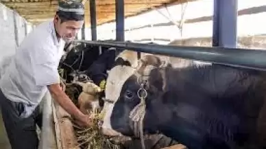 Kırgızistan hayvan ihracatına yasak getirdi