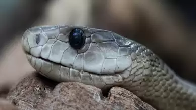 Rüyada Yılan Görmek Ne Anlama Gelir?